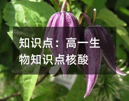 知识点:高一生物知识点核酸