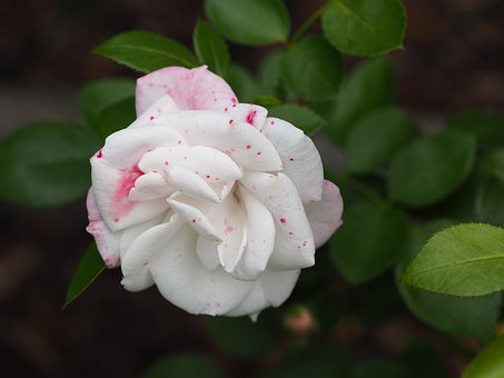大家说一说养一个孩子需要花多少钱？