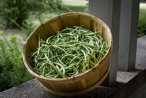 高一年级生物考点笔记必修二