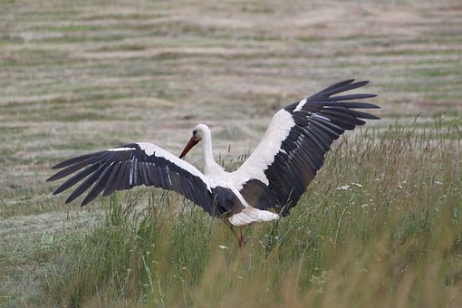 历年高考状元“私房”复习笔记:生物篇