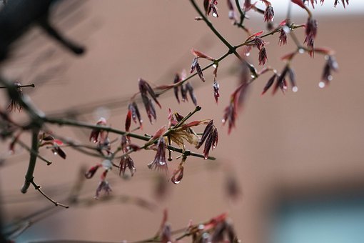 高考化学二轮复习策略指导