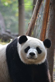 北师大版高二历史第十一课毛泽东思想的形成与发展
