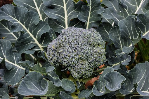 高一生物细胞结构知识点